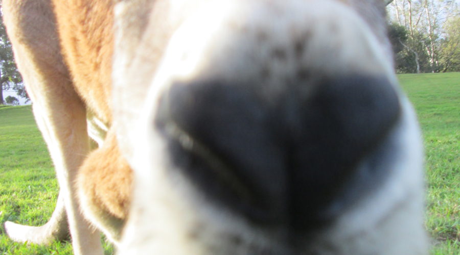 Road Trip: Australia (Brisbane to Cairns) Part 1