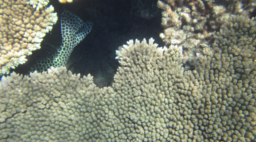 The Great Barrier Reef