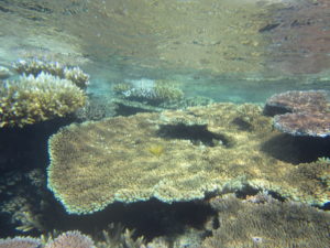 Great barrier reef 1