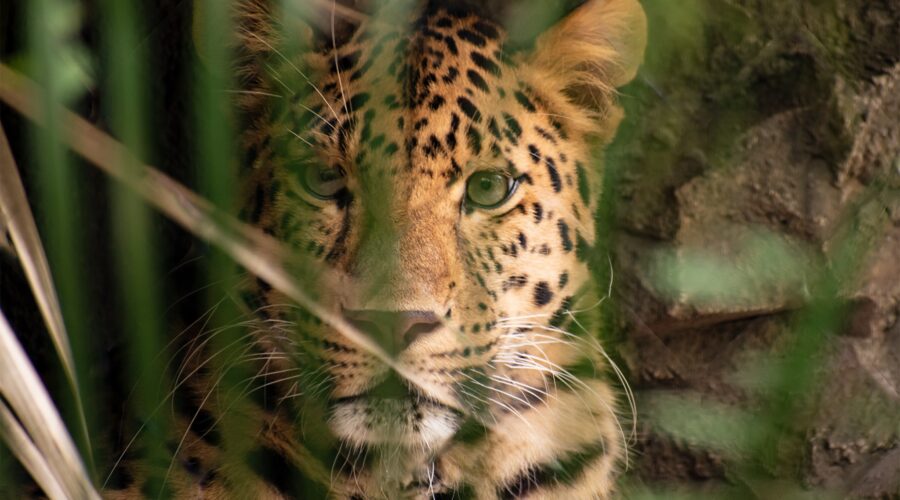 Central Florida Zoo & Botanical Garden: There’s No Zoo Without You