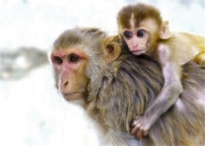 Photo source: https://www.labroots.com/trending/genetics-and-genomics/14529/controversial-adds-human-brain-gene-rhesus-monkey-genome