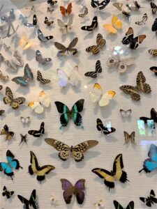 Butterfly wall at the Central Florida Zoo